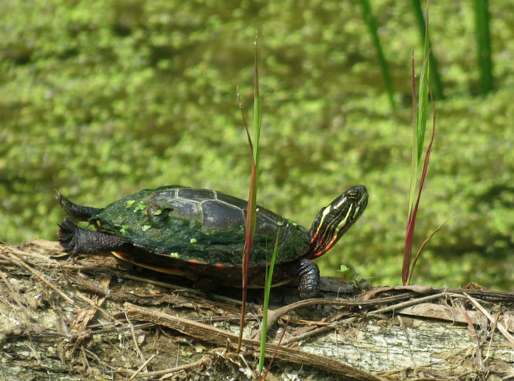 Midland Painted Turtle